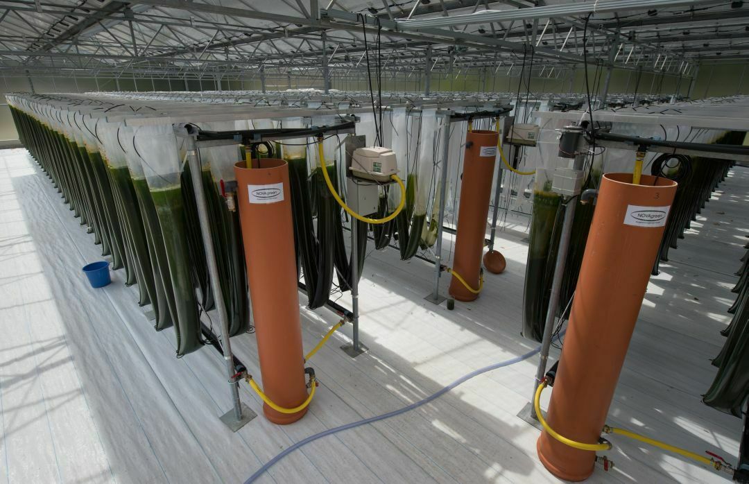 Algenproduktion in einem Glasgewächshaus des Instituts für Bio- und Geowissenschaften am Forschungszentrum in Jülich (Nordrhein-Westfalen)