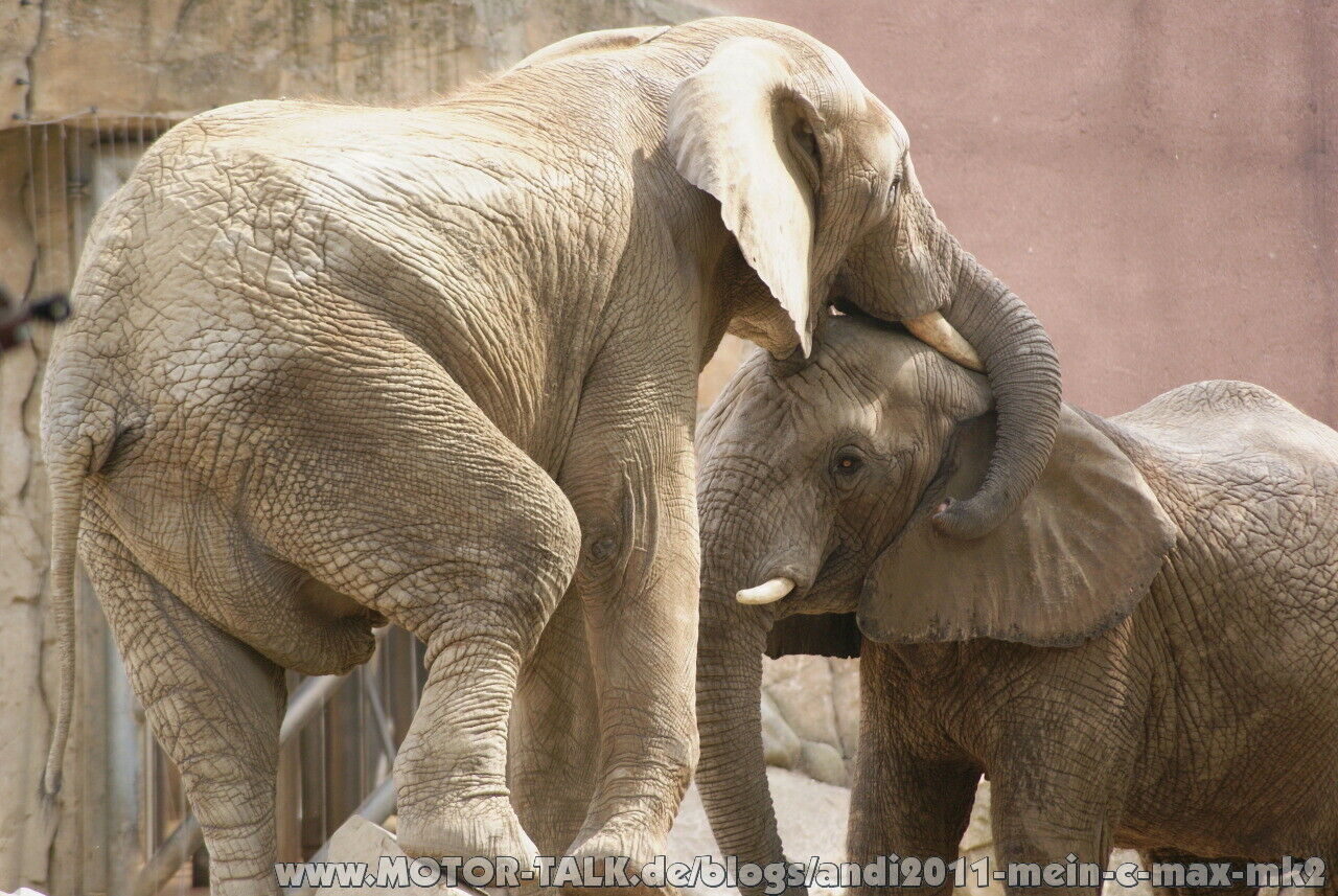 DIES & DAS - Ein Jahr im Zoo...und das Ergebnis