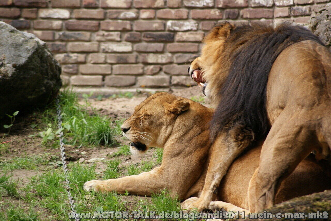 DIES & DAS - Ein Jahr im Zoo...und das Ergebnis
