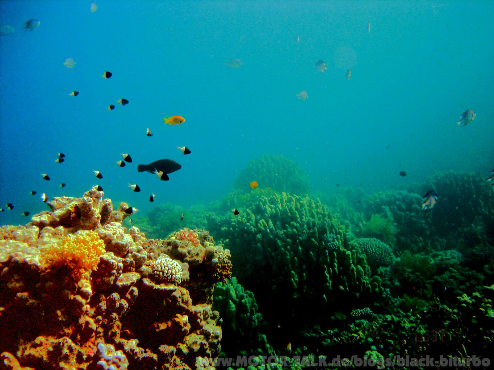 Diver´s Blog