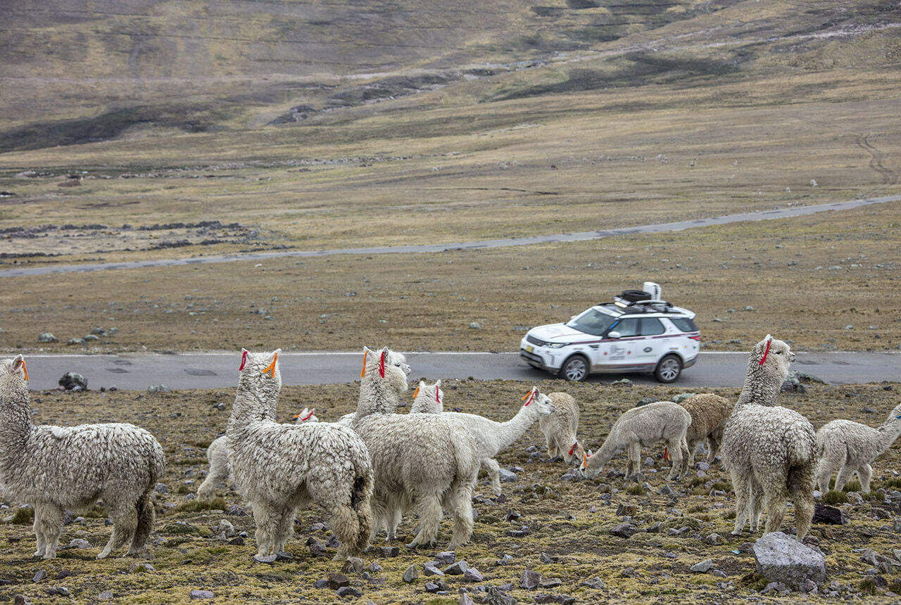 Lamas mit Ohrringen: Die bunten Quasten in den Ohren zeigen an, wem sie gehören