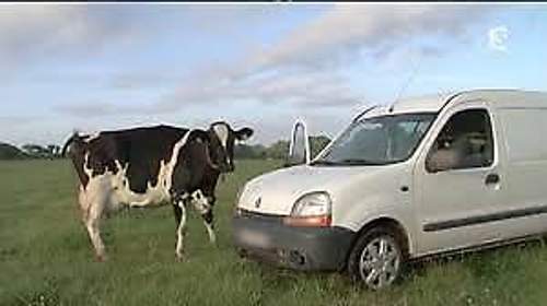 Kühen elektrisch Hallo sagen. von Hand melken und Pilze sammeln. Fleissige haben im Renault mit 3.5 und 4.6m3 Laderaum bei beiden Versionen jeweils etwas mehr Platz für ihre Tagesausbeute. Der Citroën schluckt immerhin 3.3 oder 4.1m3.