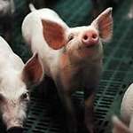Den Kangoo ZE gibt es natürlich auch als 5 Sitzer, in vielen Ausführungen und Ausstattungen. Also los, den Kindern elektrisch die Vorstufen von Wurst und Schnitzel auf dem Land zeigen. Wenn die Reise etwas weiter ist nur ans Laden unterwegs denken.