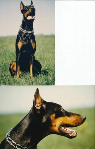 Uri