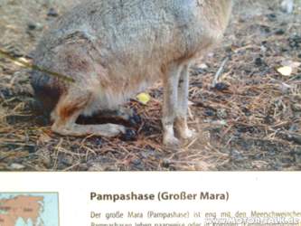 Mara