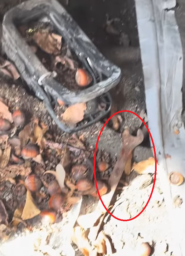 Eichhörnchen unterm Kotflügel genistet inklusive Haselnuss Vorratskammer? hattet ihr sowas schonma