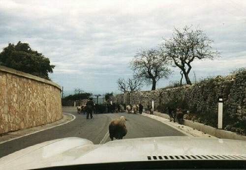 Schafe Rodi 1994