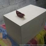 Img-1306