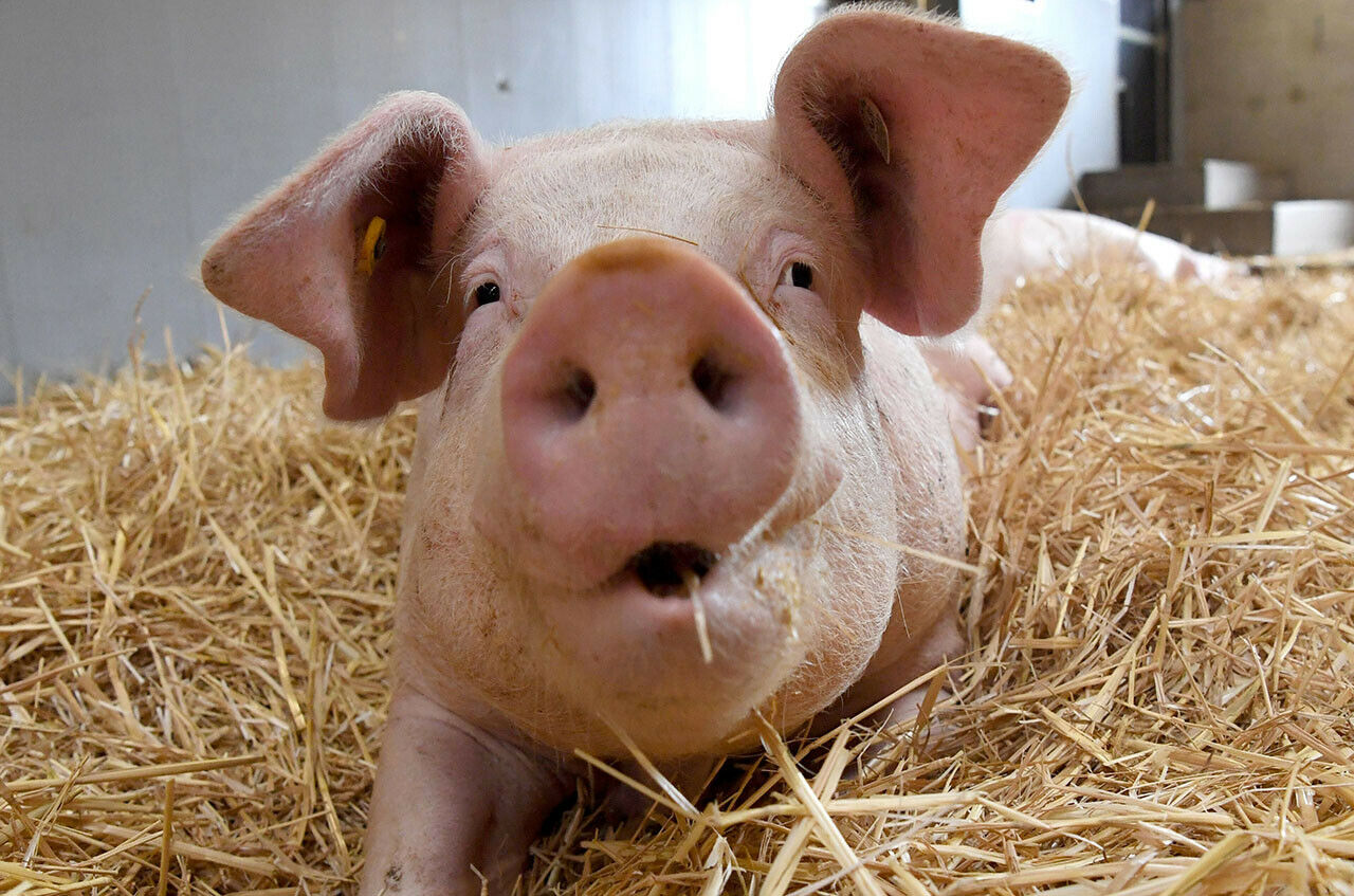 Asphalt aus Schweinekot: Klingt komisch, soll aber funktionieren. In Amerika arbeiten Forscher an dieser Idee