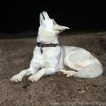 Kann auch heulen wie ein Wolf