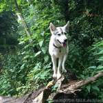 Wie ein Wolf im Dschungel