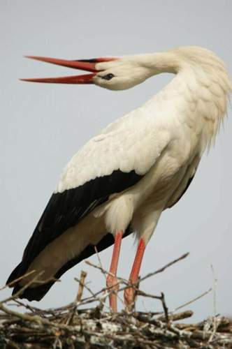 Storch
