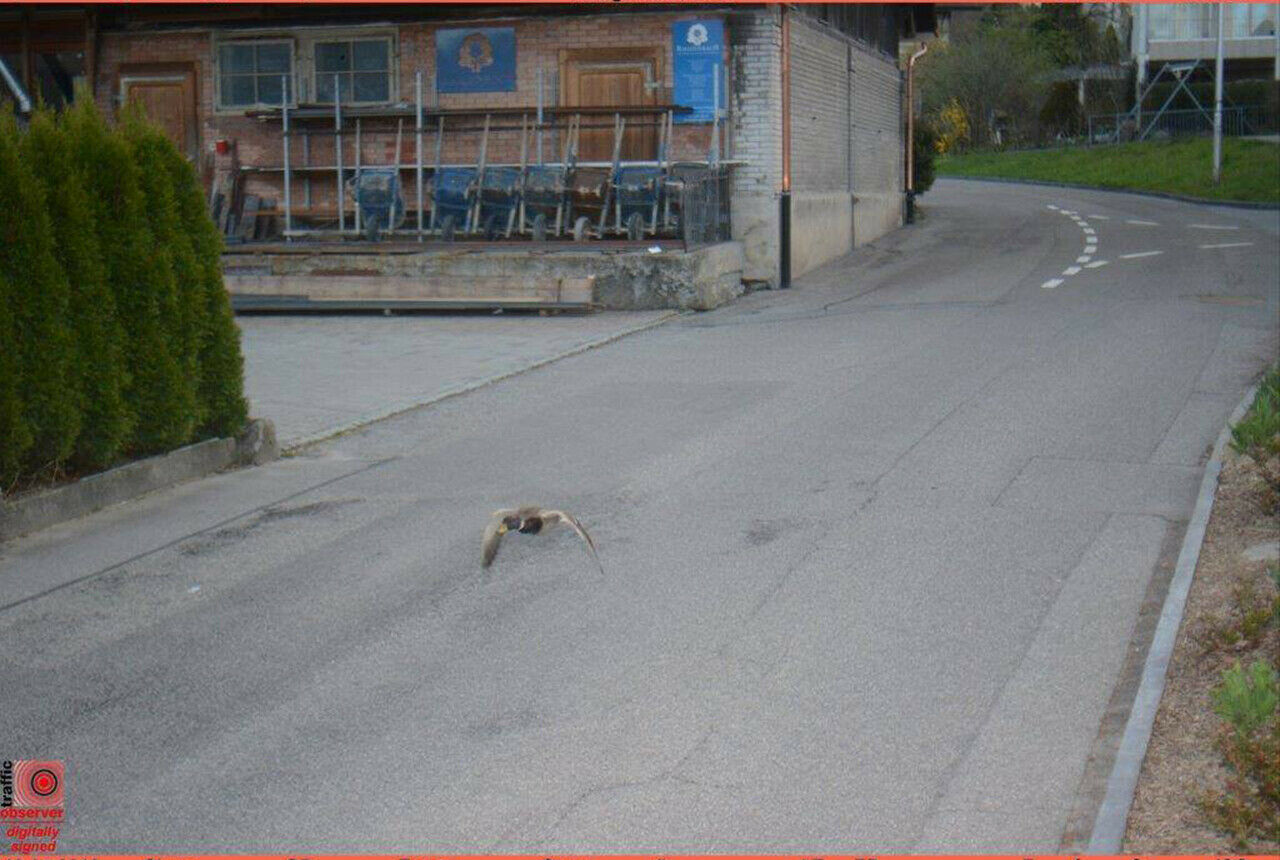 Blitzerfoto: Diese Ente war in einer 30er-Zone zu schnell unterwegs
