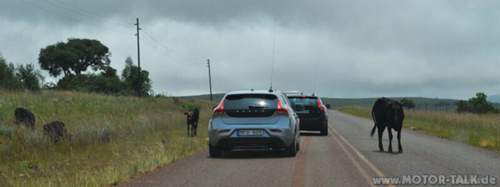 V40-t1