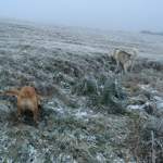 Mäuse suchen im Schnee