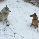 Insbesondere der Husky blüht suf