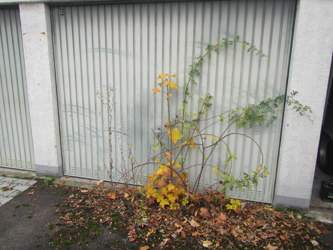 Rosen aus dem Asphalt