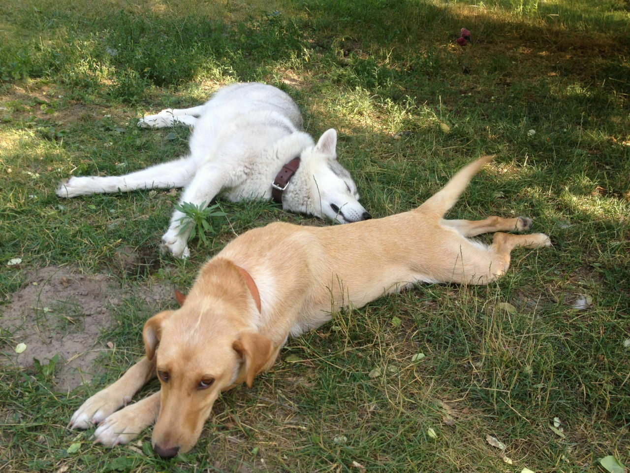 Euer Hund-> der Blog für den Vierbeiner