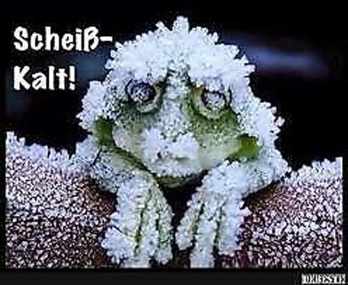 Sau-kalt