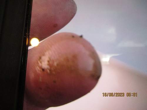 Img-0240