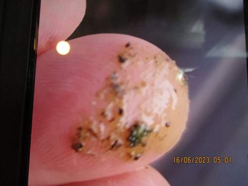 Img-0239
