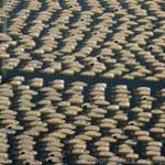 08-honda-flood-cars