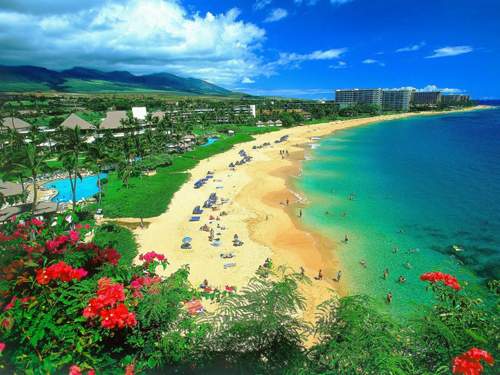 Wallpaper-hawaii-animaatjes-16