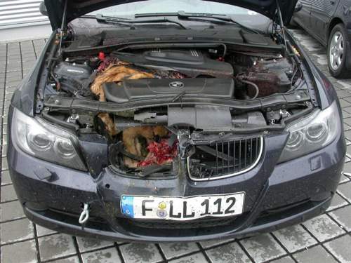 Fuchs im Motorraum