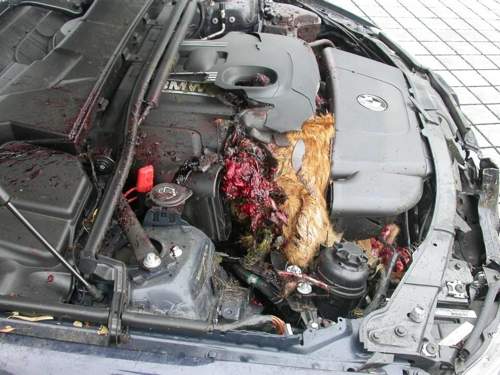 Fuchs im Motorraum