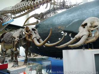 Museum