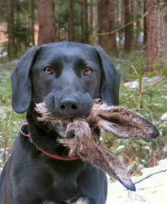 Frohe Ostern