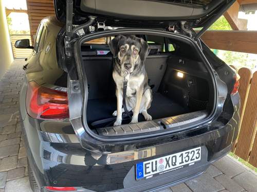 Hund im X2