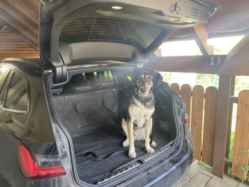 Hund im G21