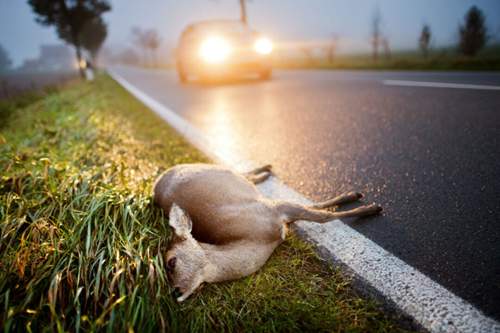 Gerade in der Dämmerung ist die Gefahr groß, dass Wildtiere über die Fahrbahn laufen