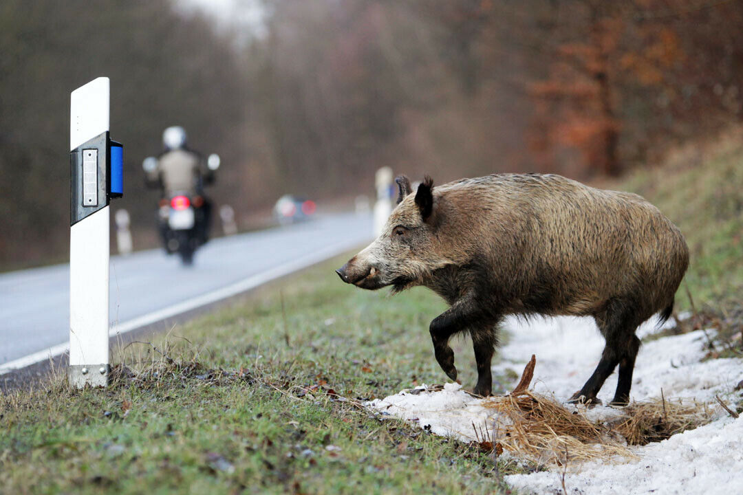 Nicht nur Unfälle mit Rehen und Wildschweinen sind abgedeckt. Einige Teilkasko-Versicherer haben ihren Schutz auf alle Wirbeltiere ausgedehnt
