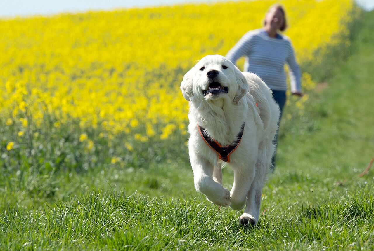 Aus diesem Grund kann man auch im Stau stehen: Ein neun Monate alter Golden Retriever sorgte für eine Vollsperrung der A63 - bis er mit Leckerli wieder eingefangen wurde (Symbolbild)