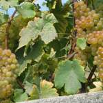 Lavaux-sept-2009-012