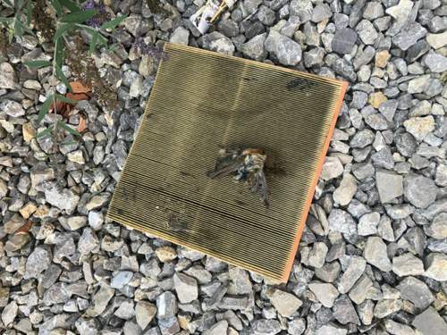 Vogel im Filter