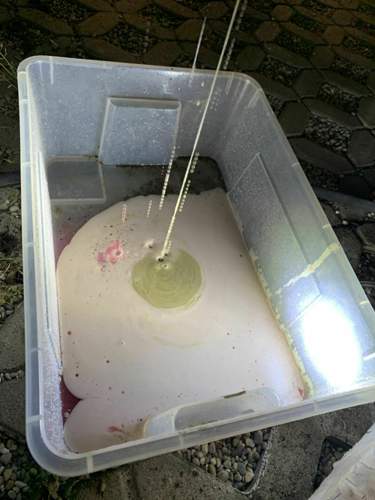 Bild 3: Braune Pampe + dunkelbraun-grüm