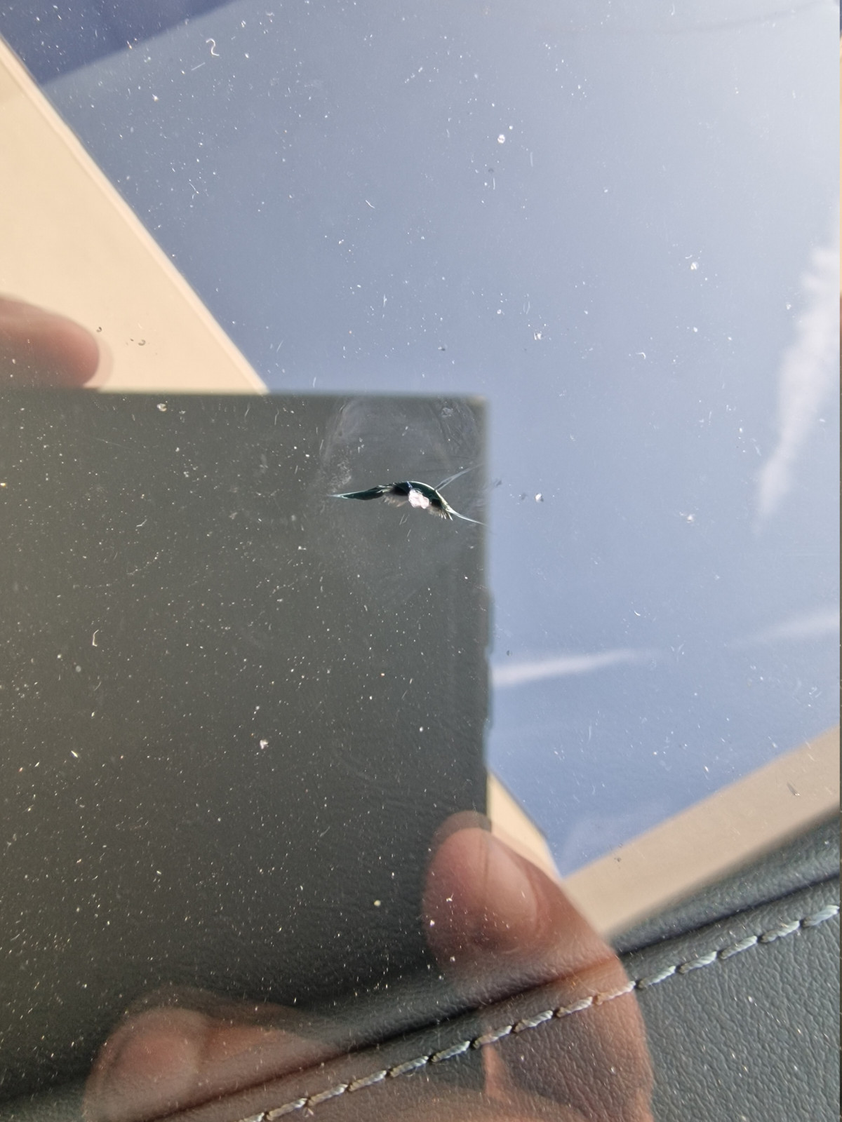 Glasschaden Scheibe reparieren oder tauschen?