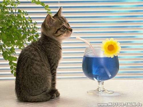 Catty