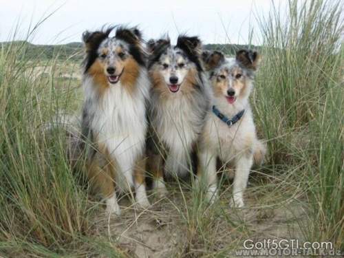 Shelties-2