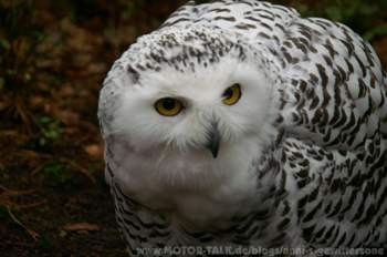 Pict0005
