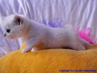 Nala6