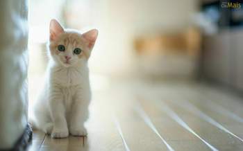 Gatinho-fofo-wallpaper
