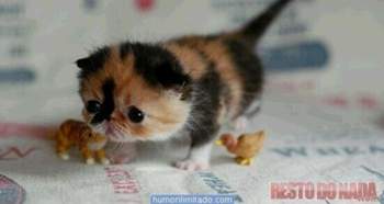Imagens-divertidas-gato-fofo-rd4rjhdkoti
