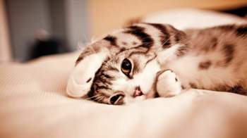 Cat-animal-with-golden-eyes-sleeps-on-a-bed-wallpaper