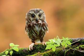 Baby-birds-birds-owlet-1946746-480x320
