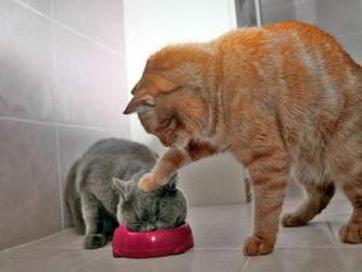 Cats-animals-humor-wallpaper