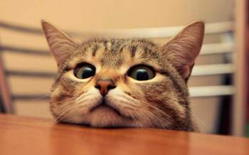 Furry-animal-cat-wallpaper